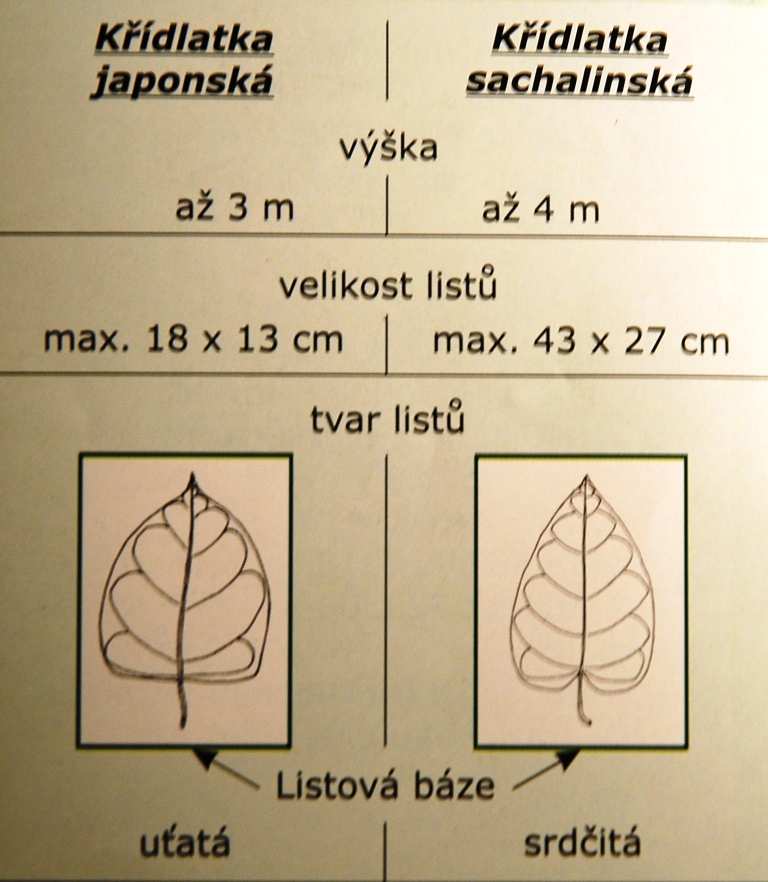 Reynoutria japonica, R. sachalinensis, R.