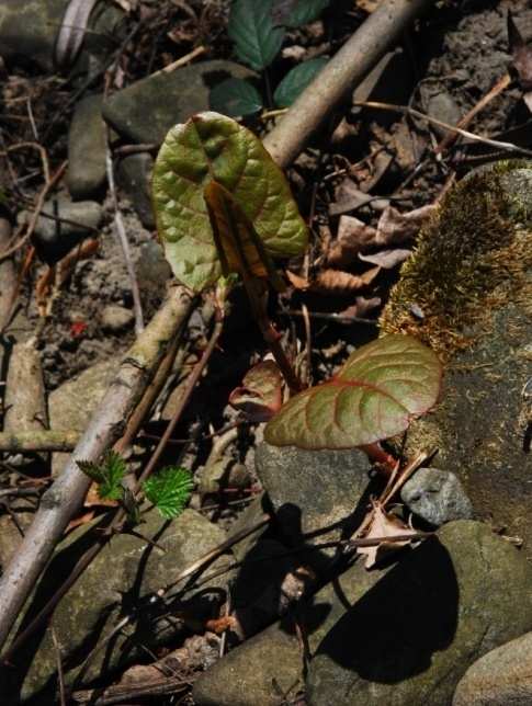 Reynoutria japonica, R. sachalinensis, R. bohemica Rozšíření dél vodních toků, silnic, skládky, Rumiště Okrasná rostlina, krmivo, stabilizace písečných dun Dvoudomé, samčí rostliny R.