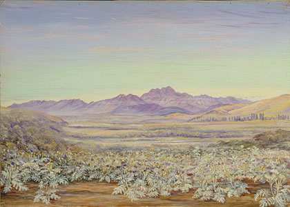 marianum) (kulturní rostliny Středozemí, km 2 ) 1855 zavlečené