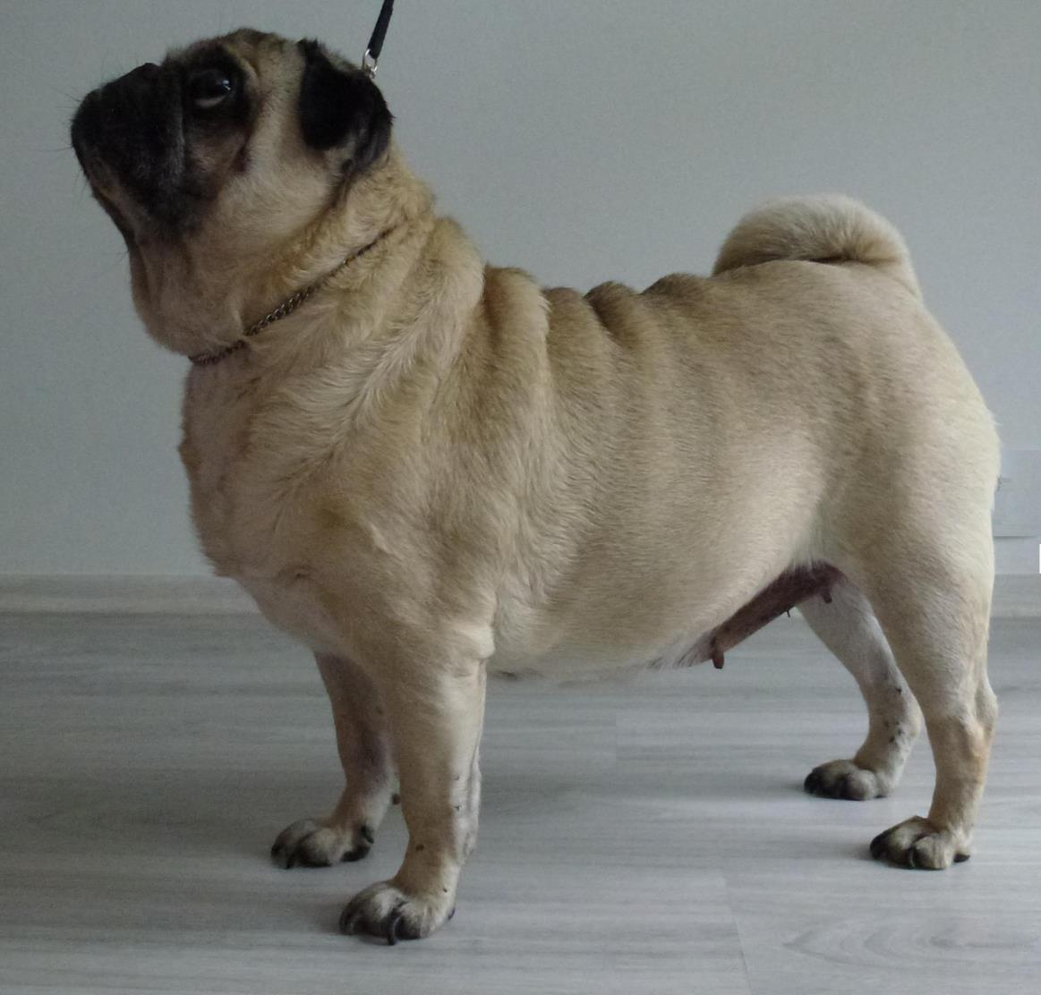 MOPS KLUB ČR klubový zpravodaj 2/2013 Queen Mary Istako V1, nejlepší veterán fena, BOV Narozena: 19.6.