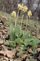 Rostliny v lese Kapraď samec (Dryopteris filix mas) Jedna z nečastějších kapradin v našich lesích. Roste ve smíšených lesích nebo v podrostu bučin a smrčin od pahorkatin až vysoko do hor.