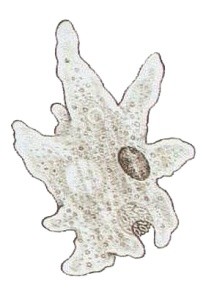 1 znakoplavka 2 jehlanka 3 splešťule 4 larva motýlice 5 larva vážky 6 vodomil 7 bahenka 8 okružák 9 - plovatka Jak někteří bezobratlí využívají jednotlivá pásma v rybníce.