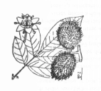 13) MORUŠE Morus nigra L. DÂU Black Mulberry morušovník černý morušovník Morus Murier morušovníko - vité Moraceae Dâu tầm A) Obecně: Keře nebo nízké stromy. Je rostlinou subtropů a mírného pásu.