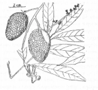 16) AVOKÁDO avokádo Persea americana Mill. BƠ Bơ Avocado Persea Avocatier vavřínovité Lauraceae Quế A) Obecně: Keř nebo nízký strom 6-10 m vysoký.