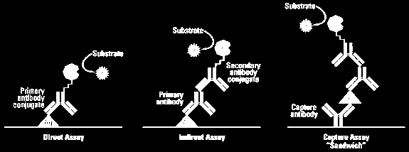 Imunologické metody Princip: