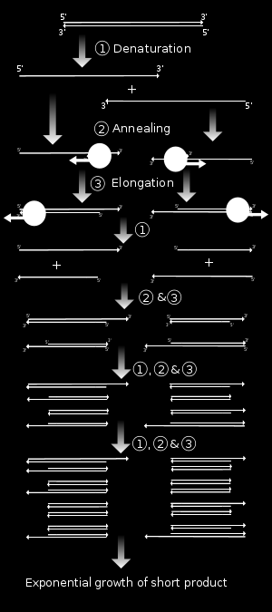 asymetrická PCR