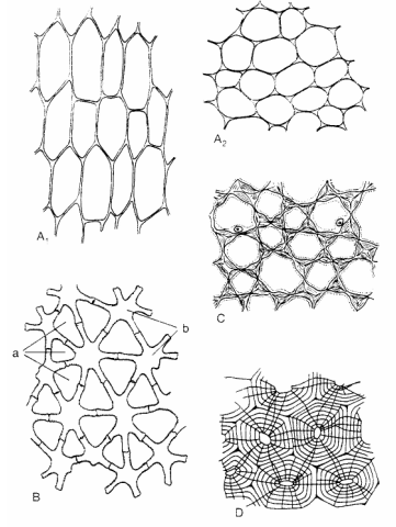 Obr. 25 Základní typy rostlinných pletiv (A, B Kincl 1981, C,D Kul tjasov 1953) A - parenchym z duţiny černého bezu (Sambucus nigra) na podélném řezu (A1) a příčném řezu (A2); B - aerenchym stonku