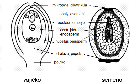čnělky a nakonec až do semeníku.