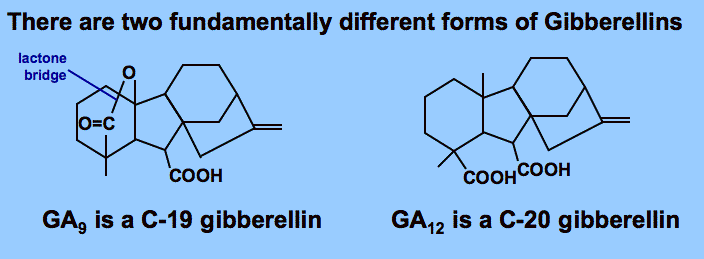 Gibereliny -více než 100 giberelinů, různá aktivita i v závislosti na druhu, stáří, orgánu v dané rostlině - 2 základní formy: 1) C20; 2) C19 s laktonovým