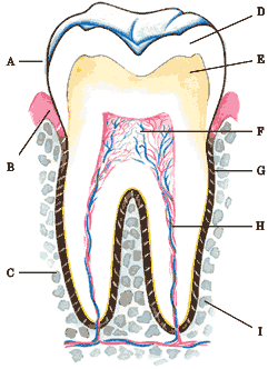 A. Korunka B. Krček C. Kořen D. Sklovina E. Zubovina F. Zubní dřeň G. Zubní cement H. Nervy a cévy I. Zubní lůžko Obrázek 1. Stavba zubu (www.eva.sulzerova.sweb.cz) 2.1.2 Stavba parodontu Parodont neboli závěsný aparát zubu (obr.