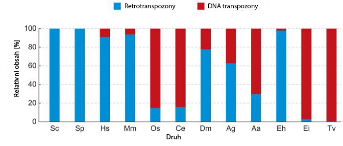 Tyto opakující se sekvence mají různý charakter, délku i význam. Obecně se jedná o úseky DNA tvořené opakováním sekvenčního motivu neboli jednotkou repetice.