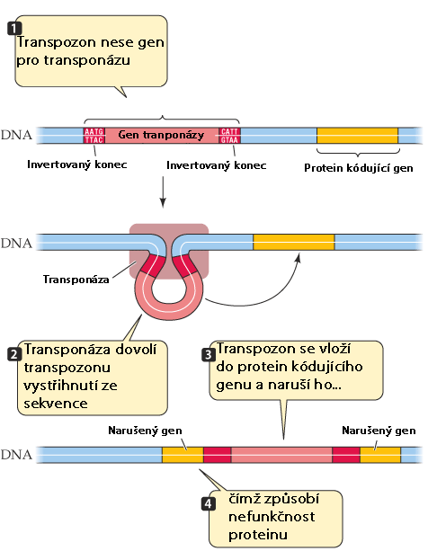 elegans; Dm: Drosophila melanogaster; Ag: Anopheles gambiae; Aa: Aedes aegypti; Eh: Entamoeba histolytica; Ei: Entamoeba invadens; Tv: Trichomonas vaginalis.) [9] 2.