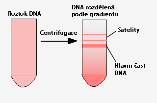centrifugaci DNA, díky své rozlišné vznášivé hustotě. Odtud pochází název satelitní DNA, z latinského satelles, což v češtině znamená průvodce.