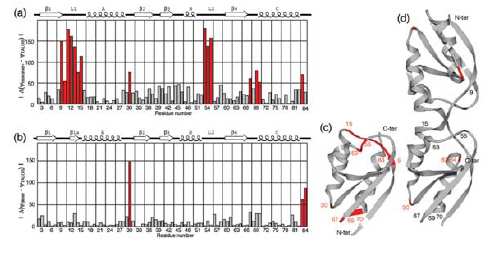 Bacillus subtilis protein Crh Anja Böckmann, Adam Lange, Anne Galinier, Sorin Luca, Nicolas Giraud, Michel Juya, Henrike Heise, Roland Montserret, François Penin, Marc Baldus.