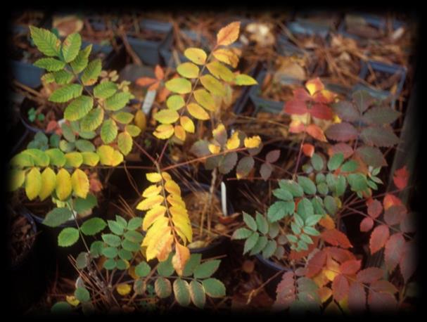 Rhus michauxii škumpa Michauxova Rhus michauxii Sargent endemit, Sev. Karolina + Virginie Rhus glabra L.