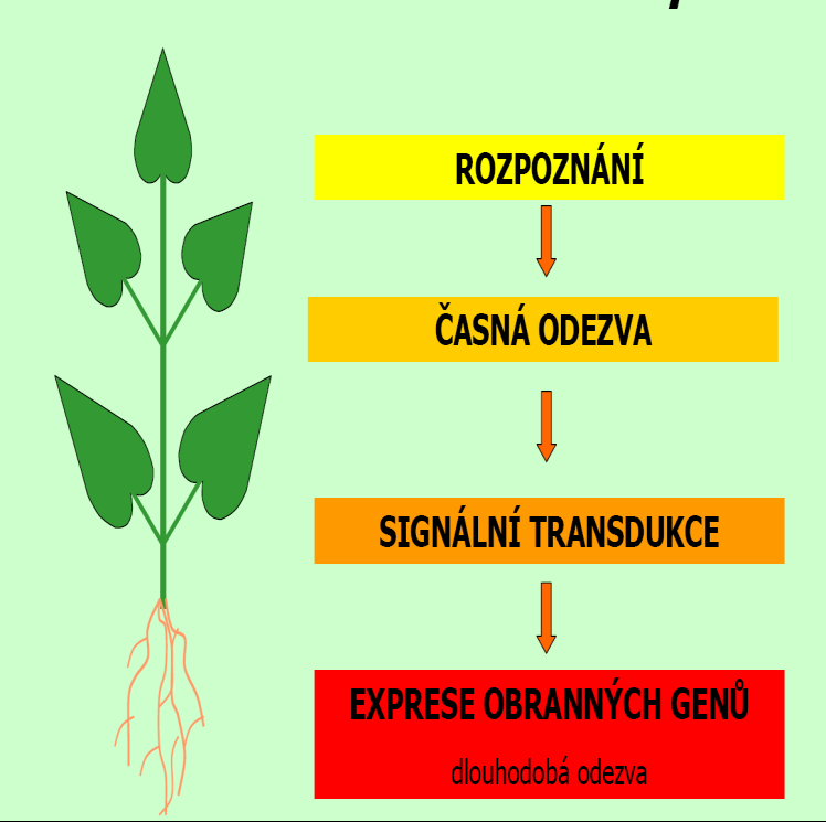 Biotechnologie v zemědělství Rezistence k suchu - využití vody Techniky opylování Chemická kontrola hmyzích škůdců Rezistence k herbicidům princip vnitřního systému ochrany rostlin -hypersenzitivní