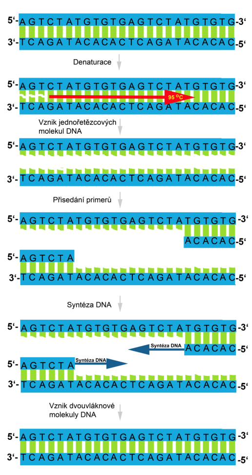 Reakční fáze při PCR 1. Denaturace dvouřetězcová (dvouvláknová) molekula DNA se po dobu 20-30 sekund zahřívá na teplotu 94-98 C.