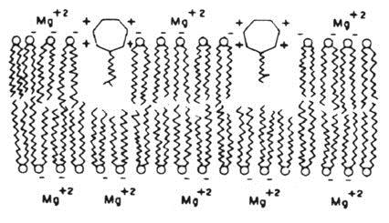 Porucha funkce CM Kolistin Polymyxin B