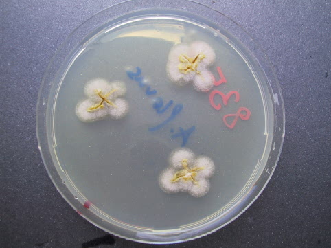 Aspergillus parasiticus Aflatoxin B1,