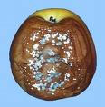 Penicillium expansum patulin Fusarium
