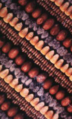 AFLATOXINY Aflatoxiny se vyskytují již před sklizní v obilovinách a kukuřici Posklizňová kontaminace nastává je li obilí nedostatečně vysušeno nebo během skladování stoupne