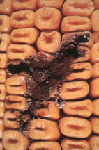 Zamořená kukuřice Aflatoxiny jsou nalézány v mléce, sýrech, obilí, burácích, semenech bavlníku, oříšcích, mandlích, fíkách,koření a mnoha dalších potravinách a krmivech.