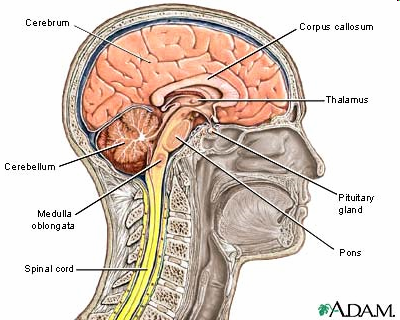 Centrální nervová soustava Mozek: Prodloužená mícha Mozeček