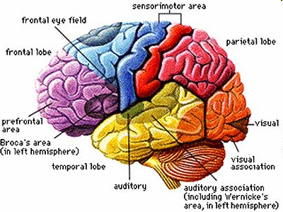 Mozková kůra Miliardy neuronů Zprohýbána do mnoha závitů V přední části obou hemisfér centra pro řízení činnosti výkonných orgánů (motorická