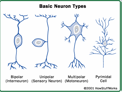 Nervová buňka - neuron Neuron zákl.