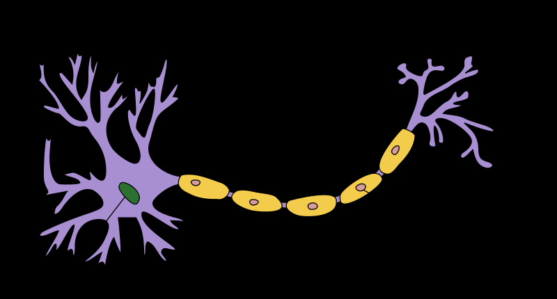 Neuron základní stavební jednotka NS dendrity (krátké výběžky) základní stavební jednotka NS zakončení neuritu tělo neuronu jádro neurit