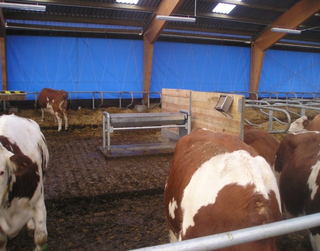 V produkční stáji VÚŽV na farmě v Netlukách je optimální distribuce světla. Boční ventilační plachty propouštějí dostatek světla.