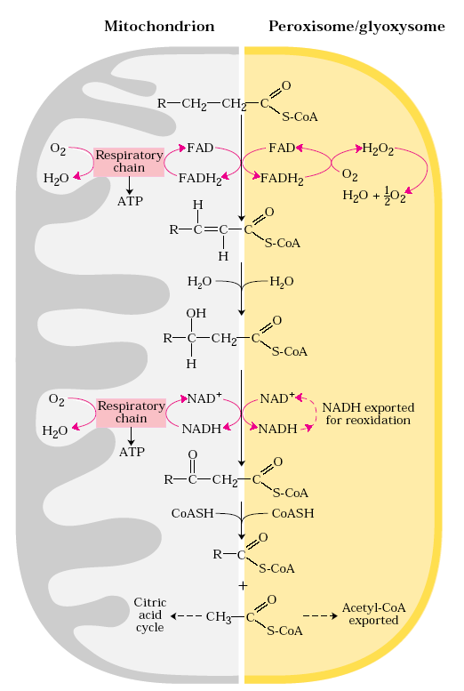 Peroxisomy, glyoxysomy β-oxidace probíhá i jinde, v rostlinách hlavně v peroxisomech V savčích buňkách se liší specifitou pro acyl-coa, v jaterních peroxisomech extrémně dlouhé MK