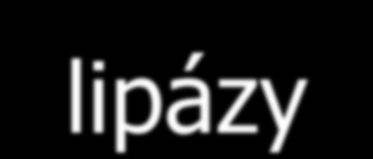 Regulace na úrovni hormon-sensitivní lipázy A) Noradrenalin, adrenalin a glukagon počas fyzické aktivity, stresu alebo hladovění stimulují lipolýzu