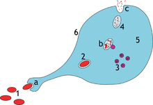 Má několik fází: Fagocytóza a) migrace fagocytů pomocí chemotaxe putují k cizorodým látkám b)