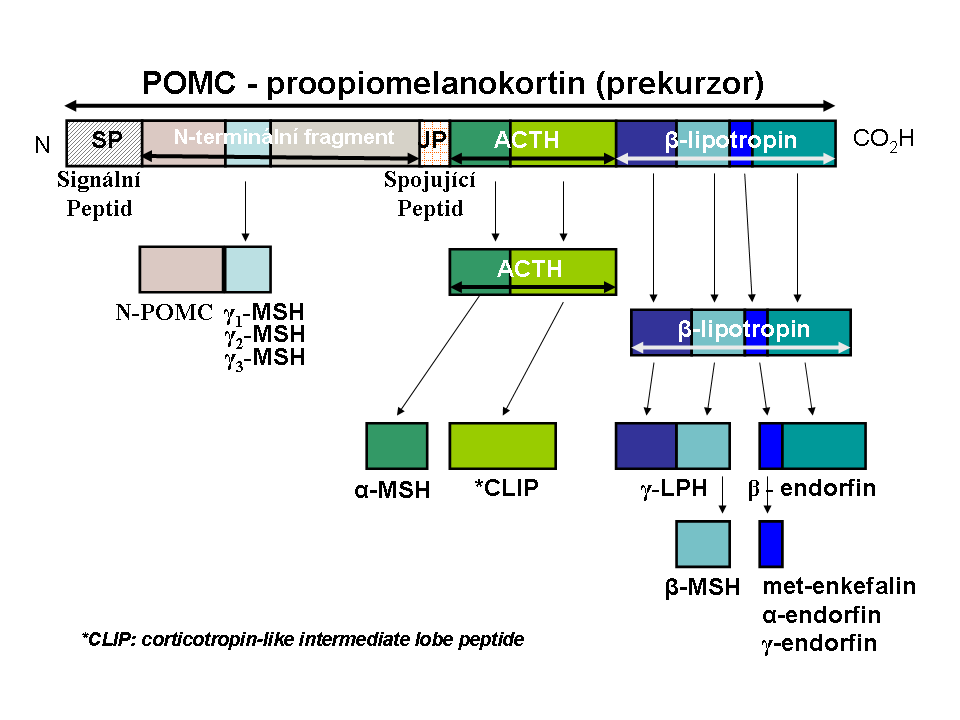 9 FYZIOLOGIE ŽLÁZ S VNITŘNÍ SEKRECÍ A FYZIOLOGIE ROZMNOŽOVÁNÍ Proopiomelanokortin je polypeptid, složený z přibližně 265 aminokyselin. Jeho sekrece je ovlivňována produkcí CRH z hypothalamu.