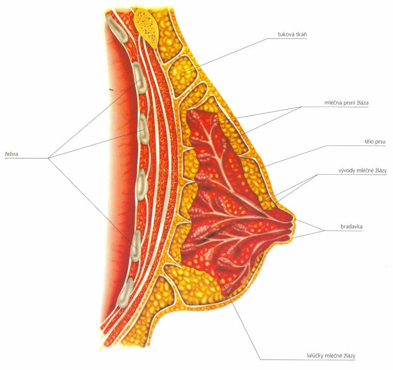 žlázy: Mléčná