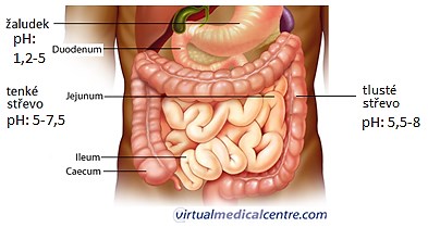 Absorption of drugs The absorption of the active substance into the blood circulation occurs in the gastrointestinal tract (mouth, stomach, small intestine, large intestine ) - depending on the