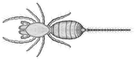 thin, pale, segmented integument, and a segmented abdomen that terminates in a whip-like flagellum no eyes.