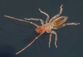 Schizomida Less than 5 mm 250 species Prosoma 3 segments, opistosoma 12 No eyes Formery part of Uropygi 5-10 mm Africa, south america 60