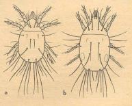 Dravčíkovití (Cheyletiellidae) dravci partenogeneze biologický boj (skladištní škůdci) Dravčík roztočí (Cheyletiella parasitivorax) u králíků kožní problémy Dravčík spižní (Cheyletus eruditus)
