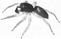 vyšší vlhkost (nad 60%) - vrchol srpen, zima podtřída: Pavouci (Araneae) opistosoma napojeno na prosoma tenkou stopkou na konci zadečku snovací bradavky produkující hedvábná vlákna nečlánkované