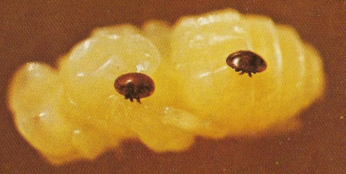 Obr. 17: Včelí kukla napadená roztočem Varroa jacobsoni, převzato podle VESELÉHO a kol. (1985). 2. 6. 4. Nenakažlivé nemoci plodu a včel 2. 6. 4. 1. Onemocnění plodu 1.