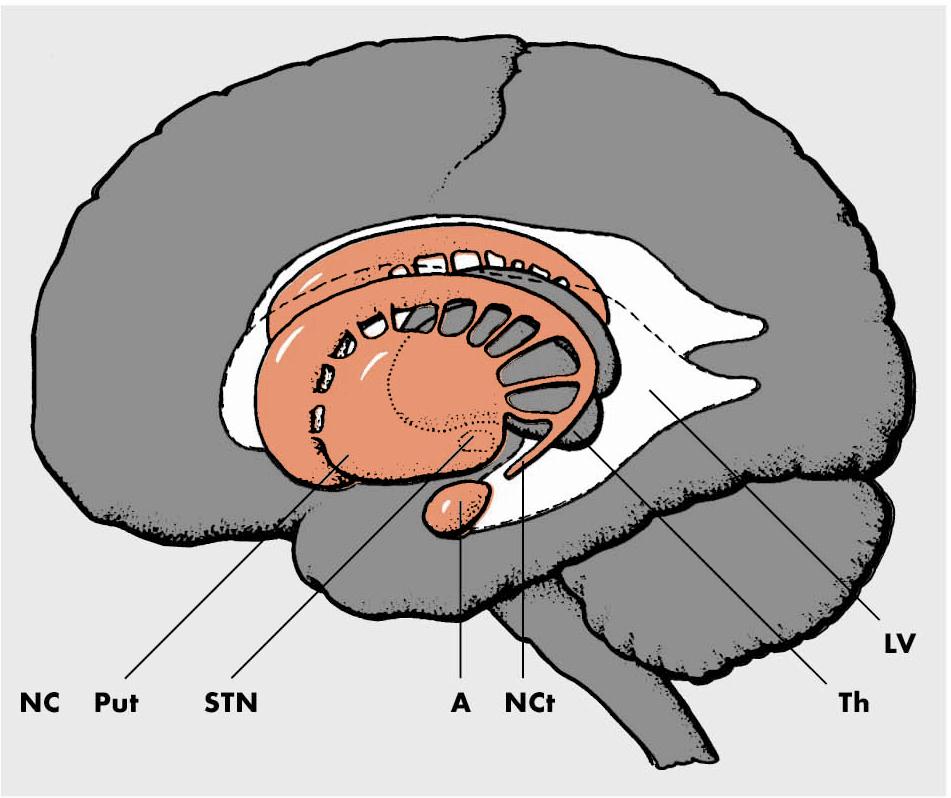 Bazální ganglia ncl. caudatus putamen gl. pallidus ncl. subthalamicus ncl. accumbens ncl.