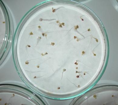 Experimentální část: Testy toxicity Obrázek 4: Semena hořčice bílé v