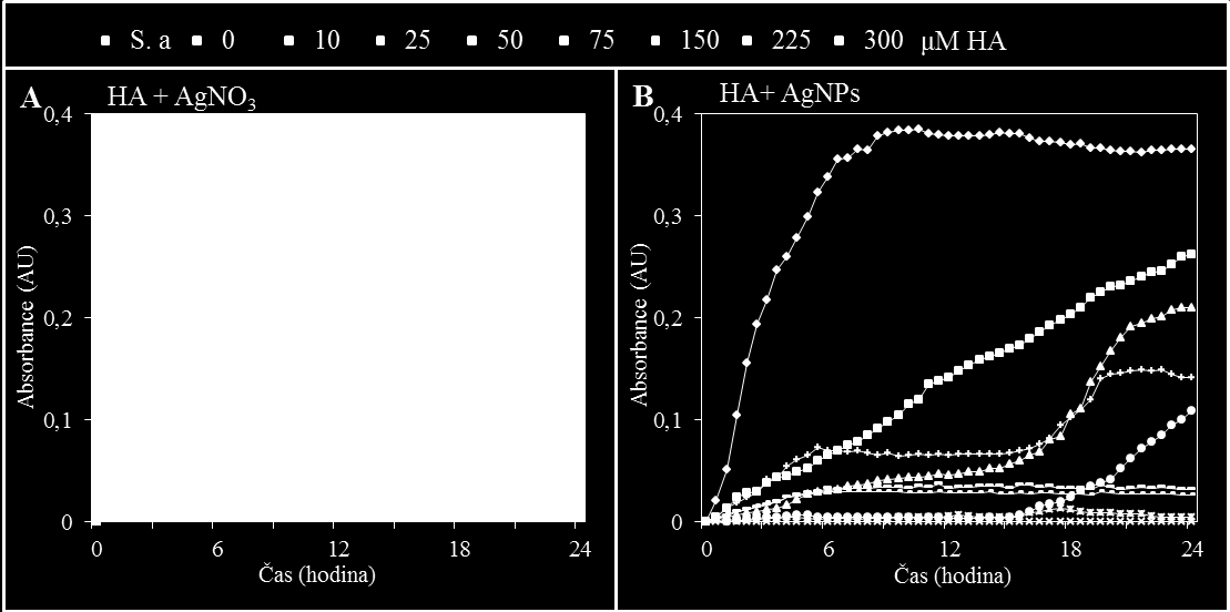 Obrázek 13: Růst kultury Staphylococcus aureus za působení komplexů HA s AgNO 3 (A) a HA s AgNPs (B).
