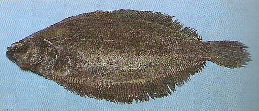 2: Halibut