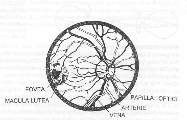 Obr. 9.19. Přímý oftalmoskop Heine mini Přímá oftalmoskopie 1. Vyšetřovanou osobu posadíme v zatemněné místnosti ke stolku, na němž je umístěn světelný zdroj vedle jejího ramene přibližně ve výši očí.