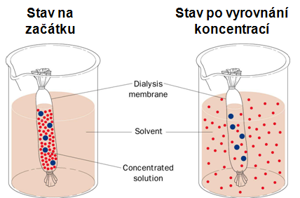 B) Proteiny by měly v co nejčistějším stavu Odstranění interferujících složek biologického materiálu: Solí, NK, lipidů, artificiálně přidaných