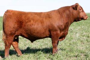 GMRA CODY 7228 RED RED ANGUS - ZAA 794 LCC Cheyenne B221L