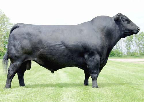 BR Mr Crown Prince 9061W NEW! ANGUS - Baldridge Mullen M528 F A R Krugerrand 410H Mohnen Crown Royal 31